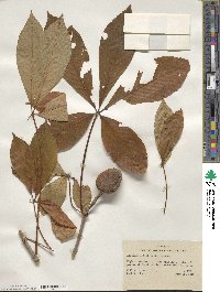 Aesculus sylvatica image