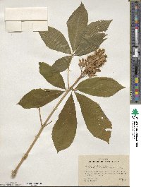 Aesculus sylvatica image