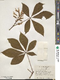 Aesculus sylvatica image