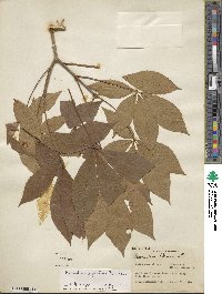 Aesculus sylvatica image