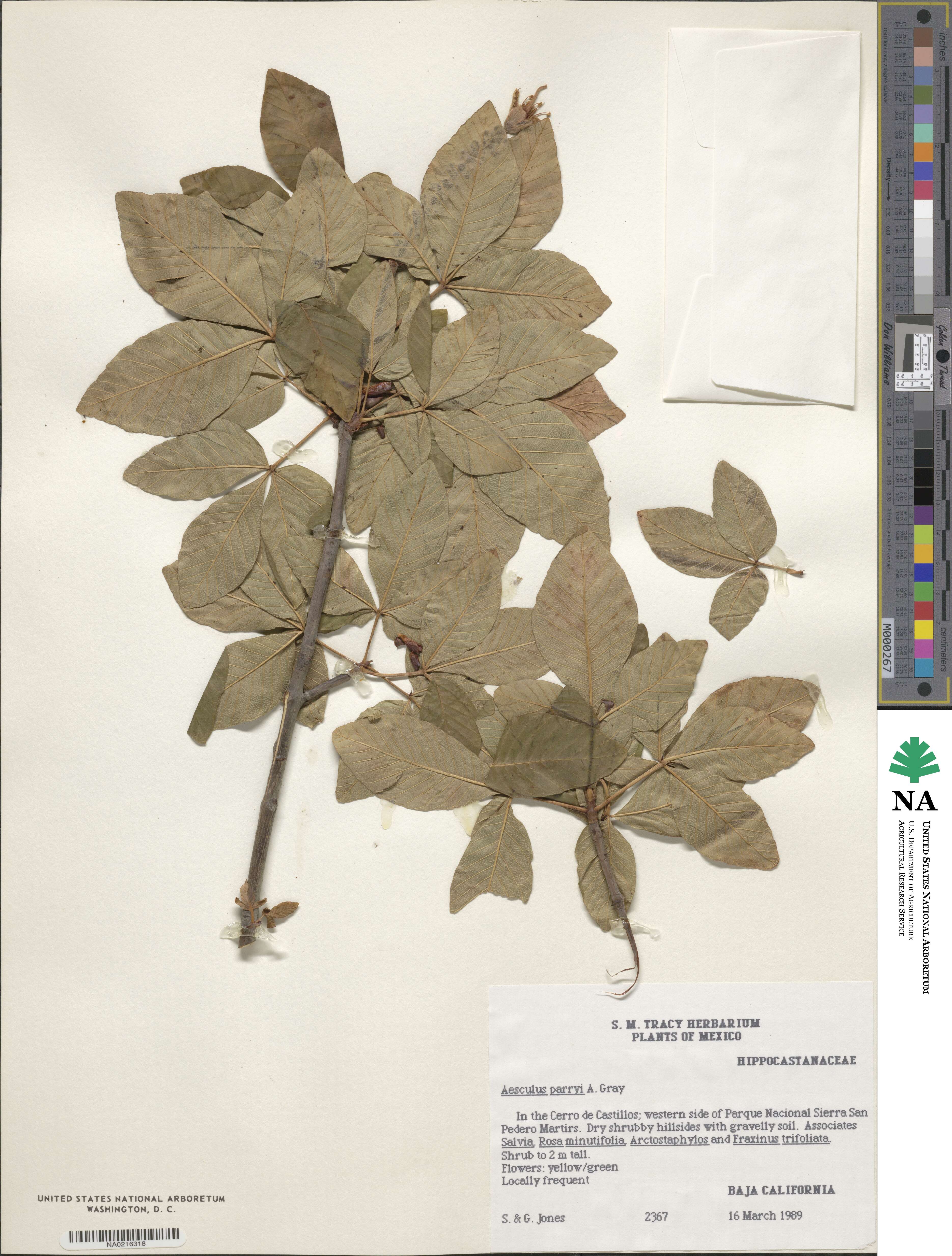 Aesculus parryi image