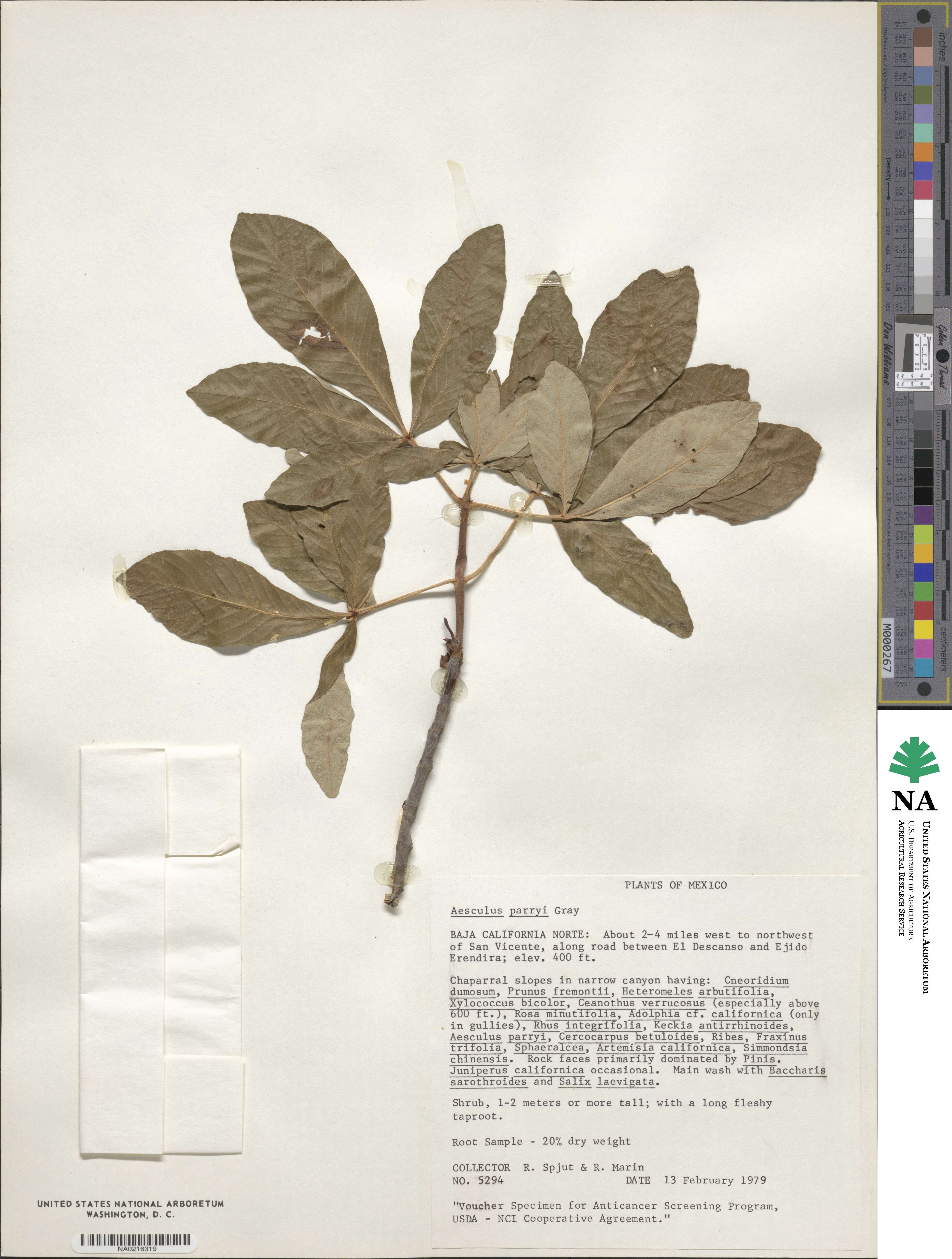 Aesculus parryi image