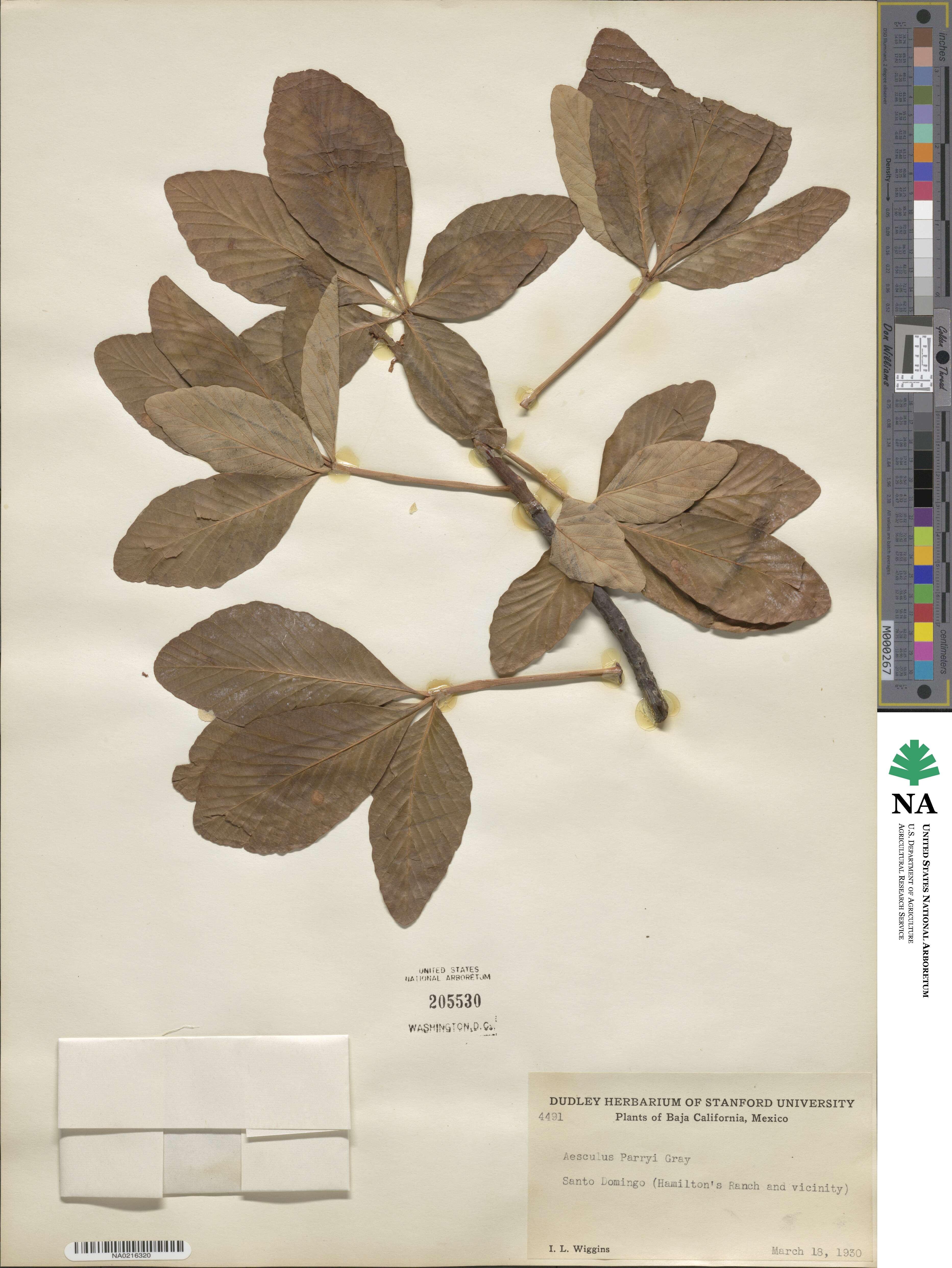 Aesculus parryi image