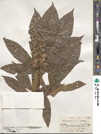 Aesculus indica image