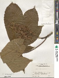 Aesculus turbinata image