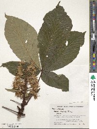 Aesculus turbinata image