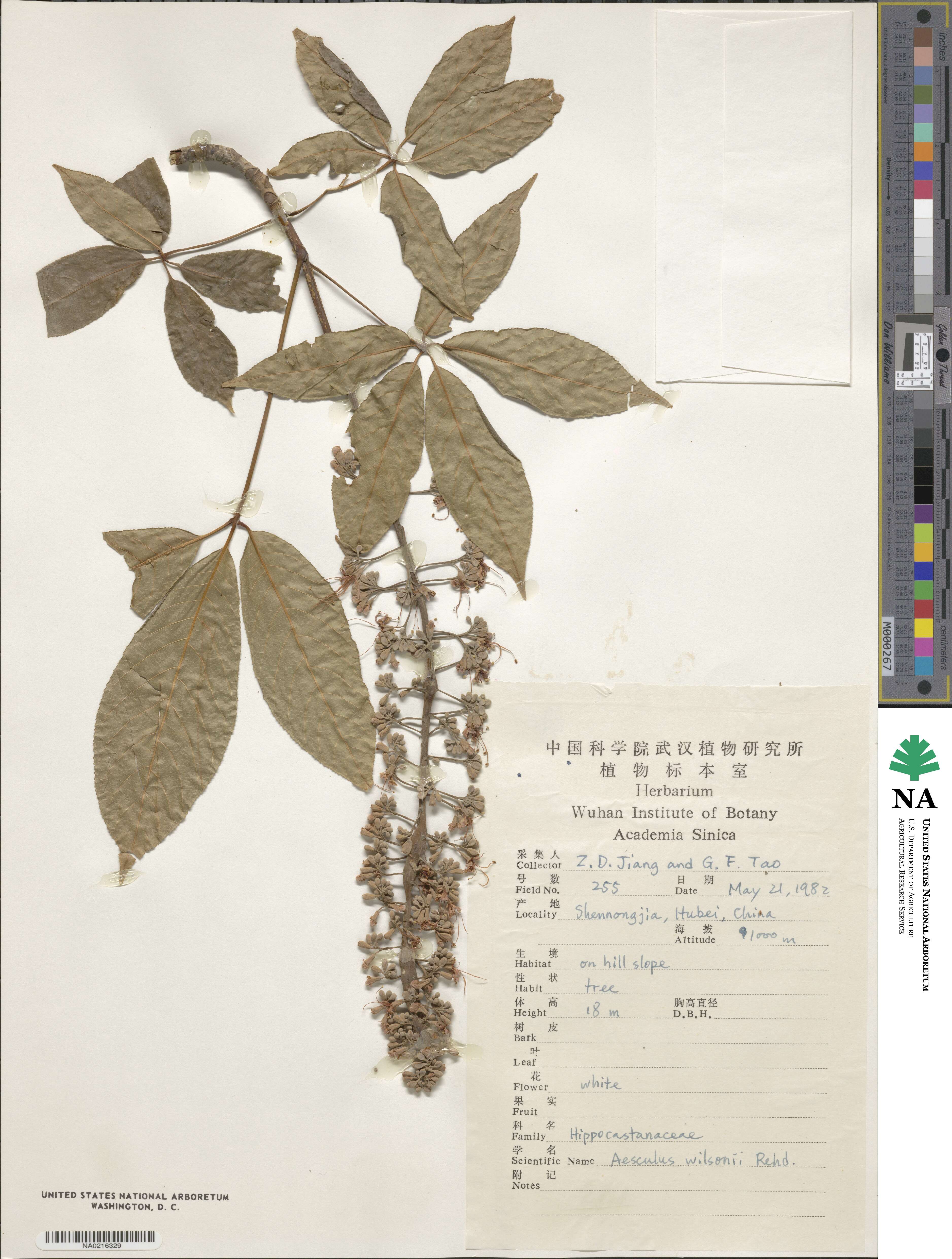 Aesculus chinensis var. wilsonii image