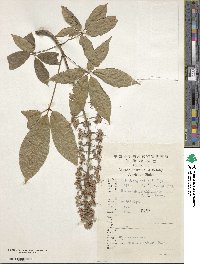 Aesculus chinensis var. wilsonii image