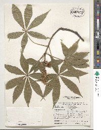 Aesculus glabra image