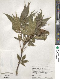 Aesculus glabra image