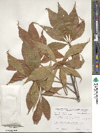 Aesculus glabra image