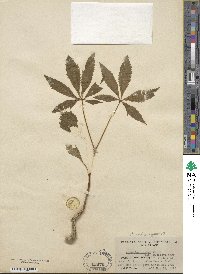 Aesculus glabra var. arguta image