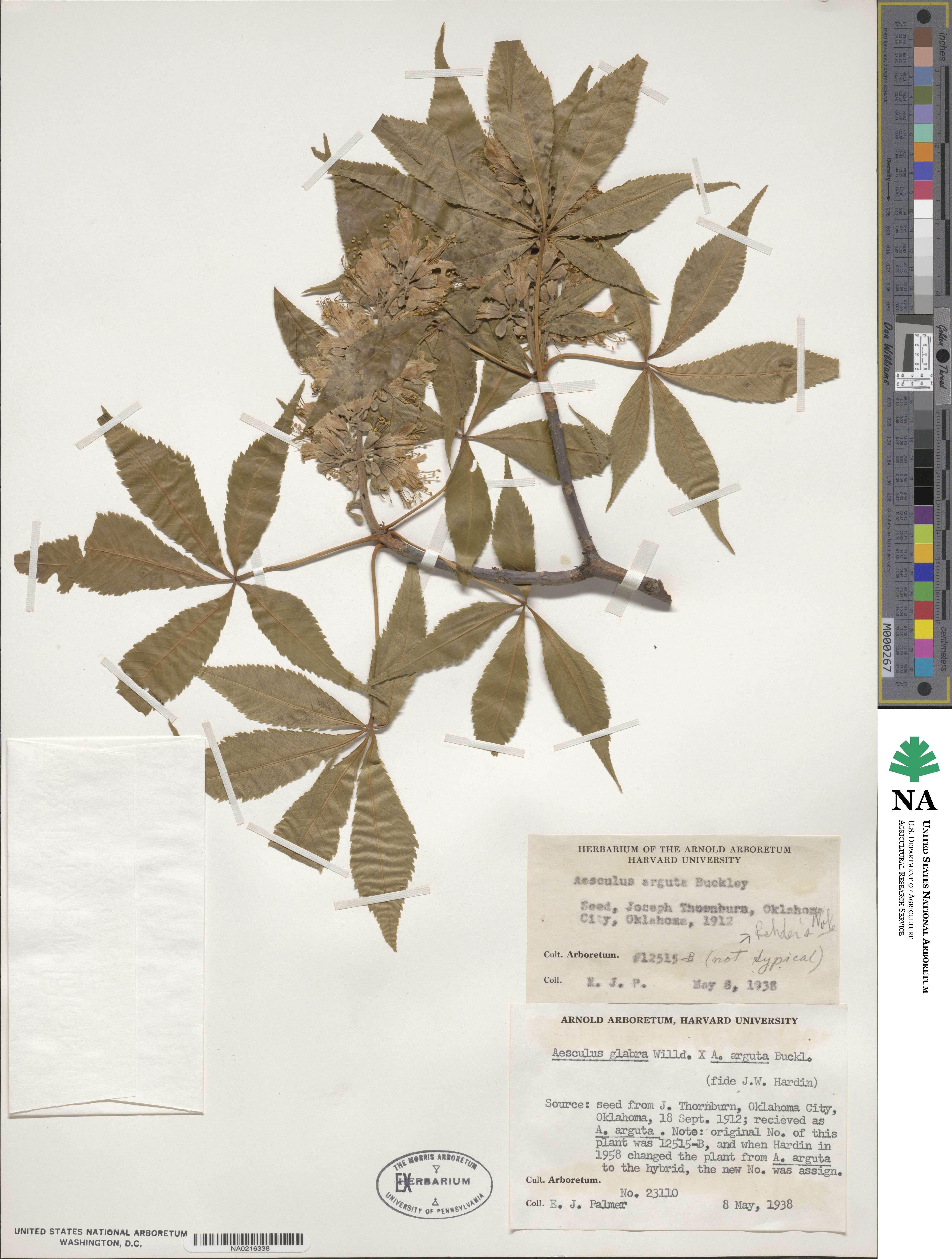 Aesculus glabra var. arguta image