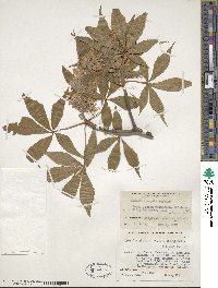 Aesculus glabra var. arguta image