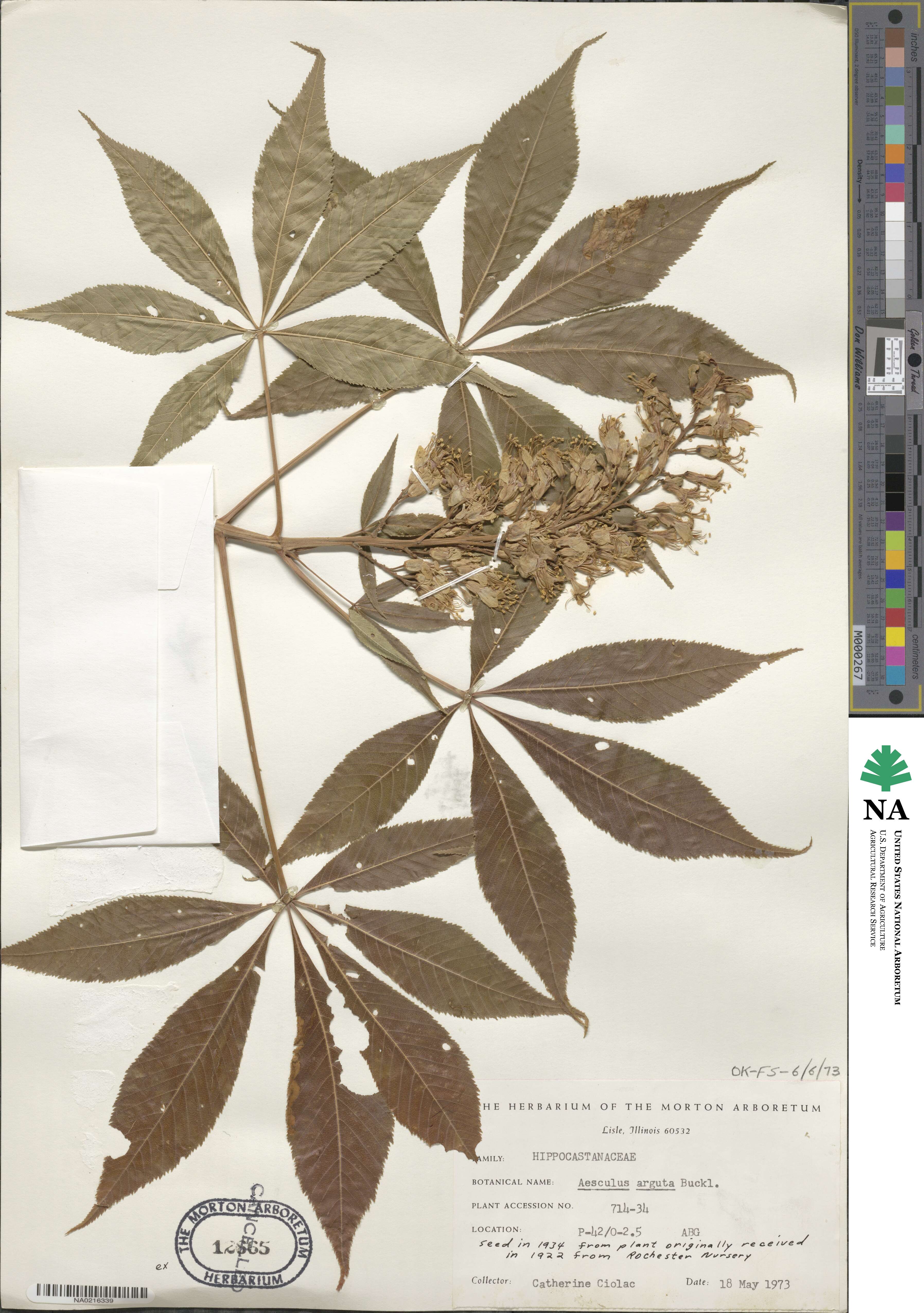 Aesculus glabra var. arguta image