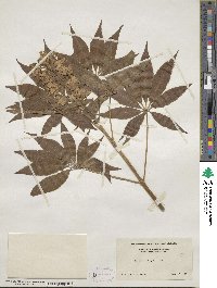 Aesculus glabra var. arguta image