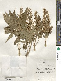 Aesculus glabra var. arguta image