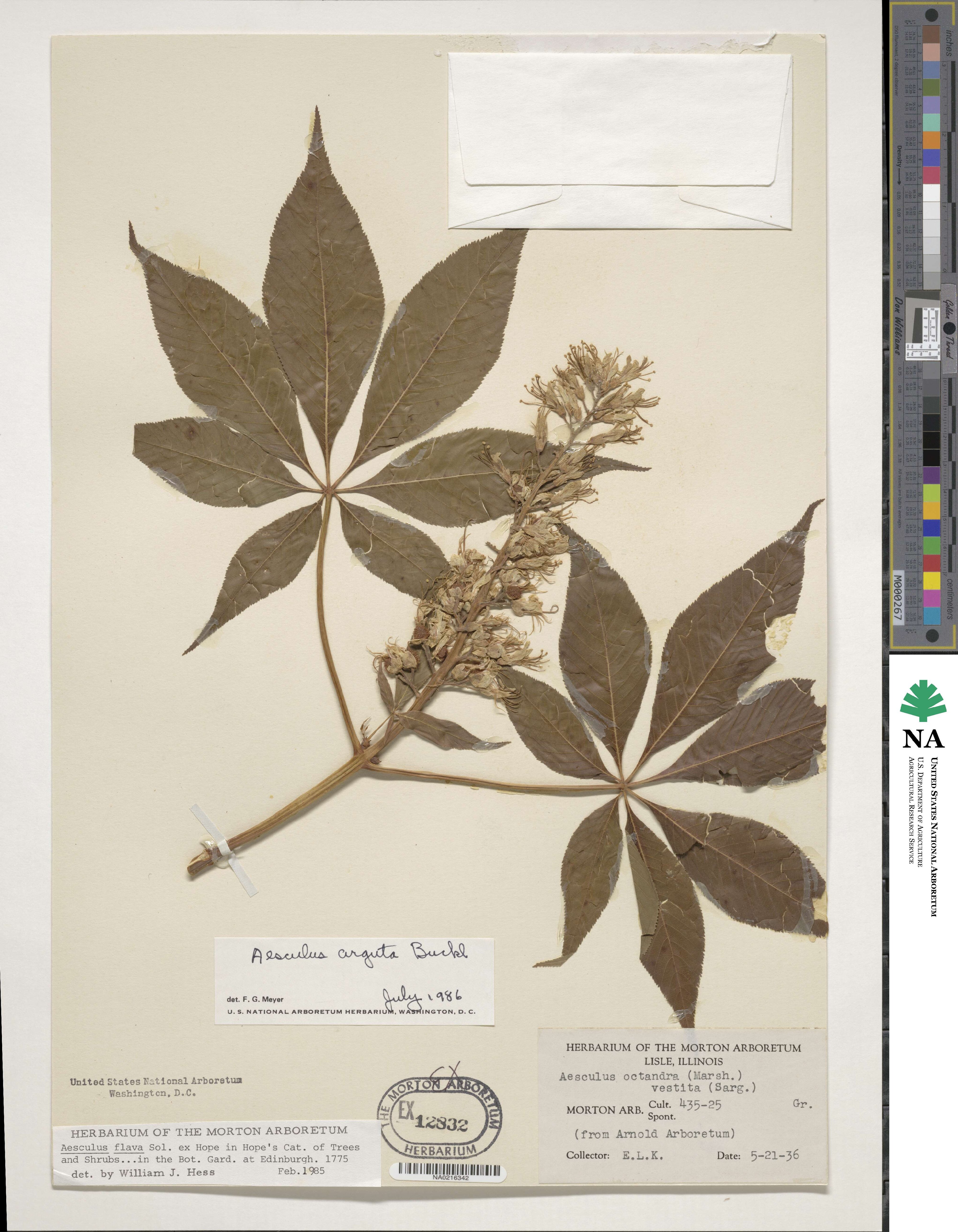 Aesculus glabra var. arguta image