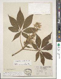 Aesculus glabra var. arguta image