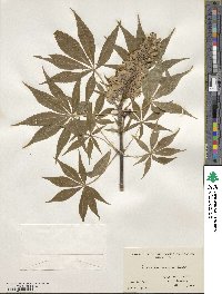 Aesculus glabra image