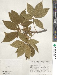 Aesculus glabra var. arguta image