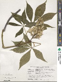 Aesculus glabra image