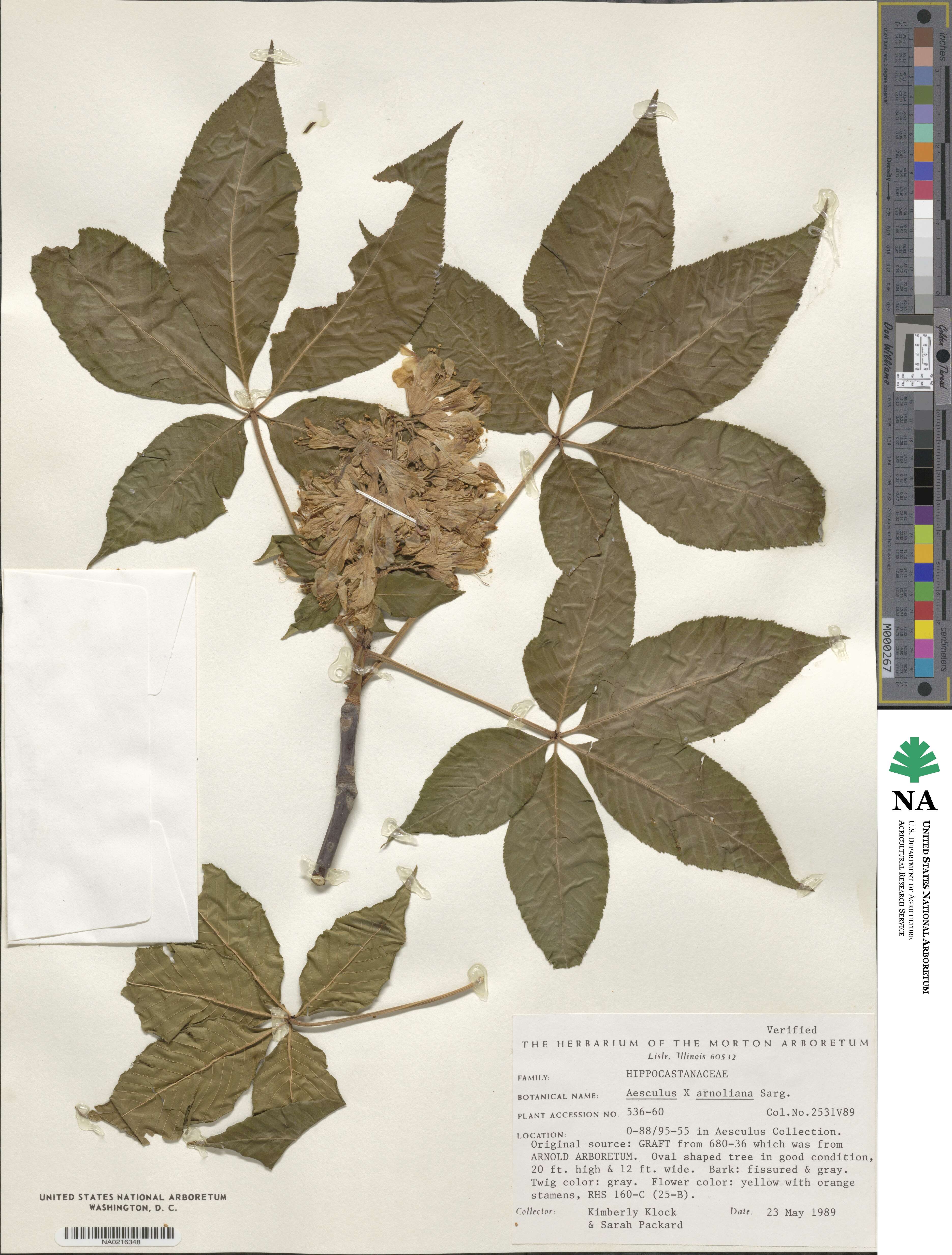 Aesculus glabra var. arguta image