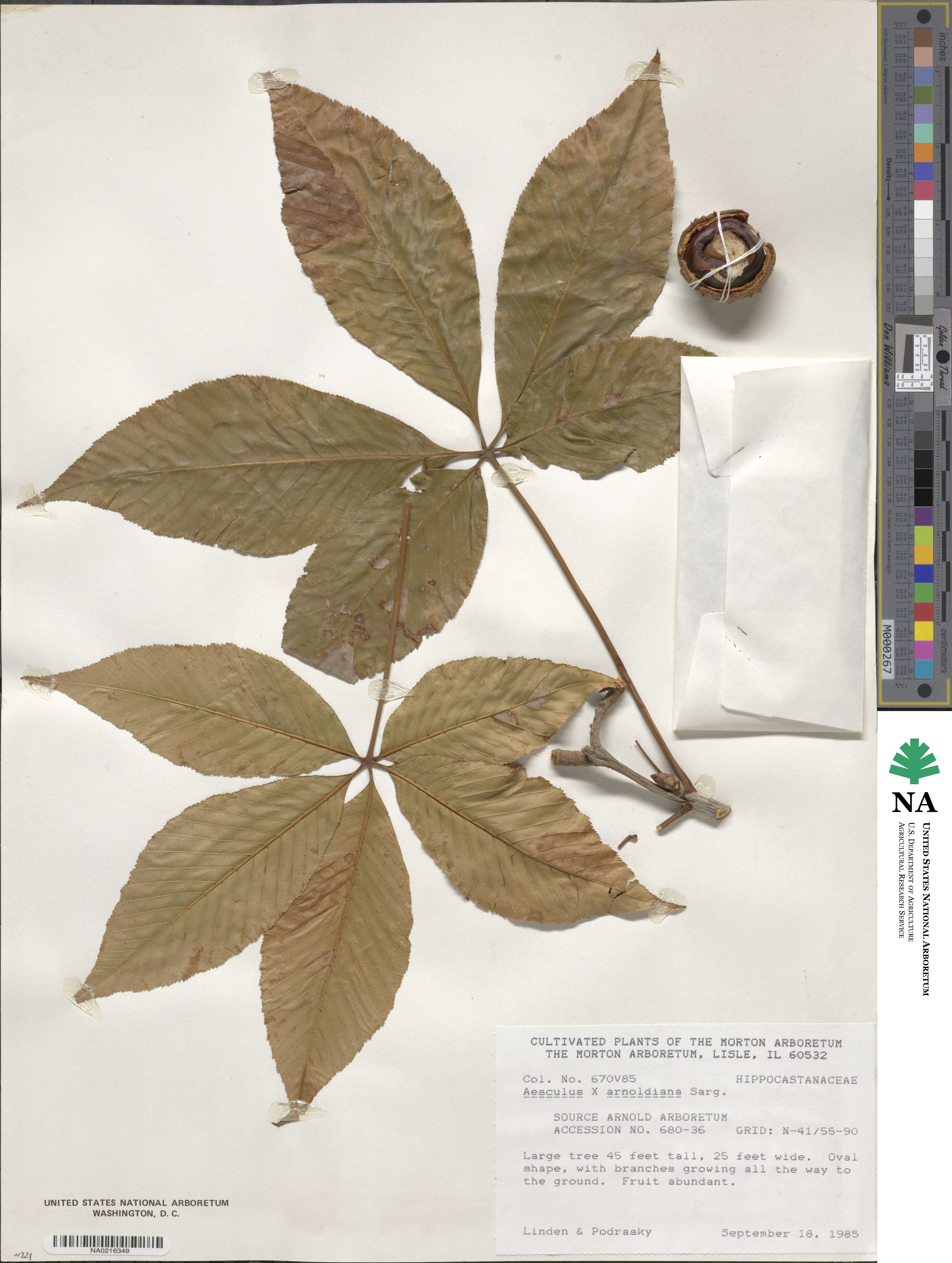 Aesculus glabra var. arguta image