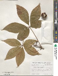 Aesculus glabra var. arguta image