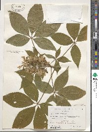 Aesculus glabra image