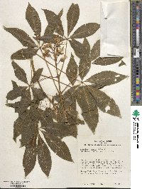 Image of Aesculus × bushii