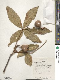 Aesculus × bushii image