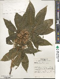 Aesculus × bushii image