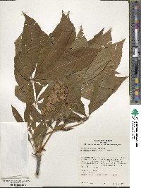 Aesculus × bushii image