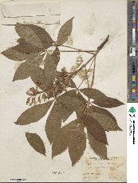 Aesculus × bushii image