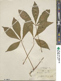 Aesculus × bushii image