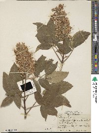 Aesculus californica image