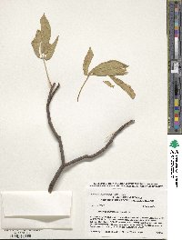 Aesculus californica image