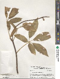 Aesculus californica image