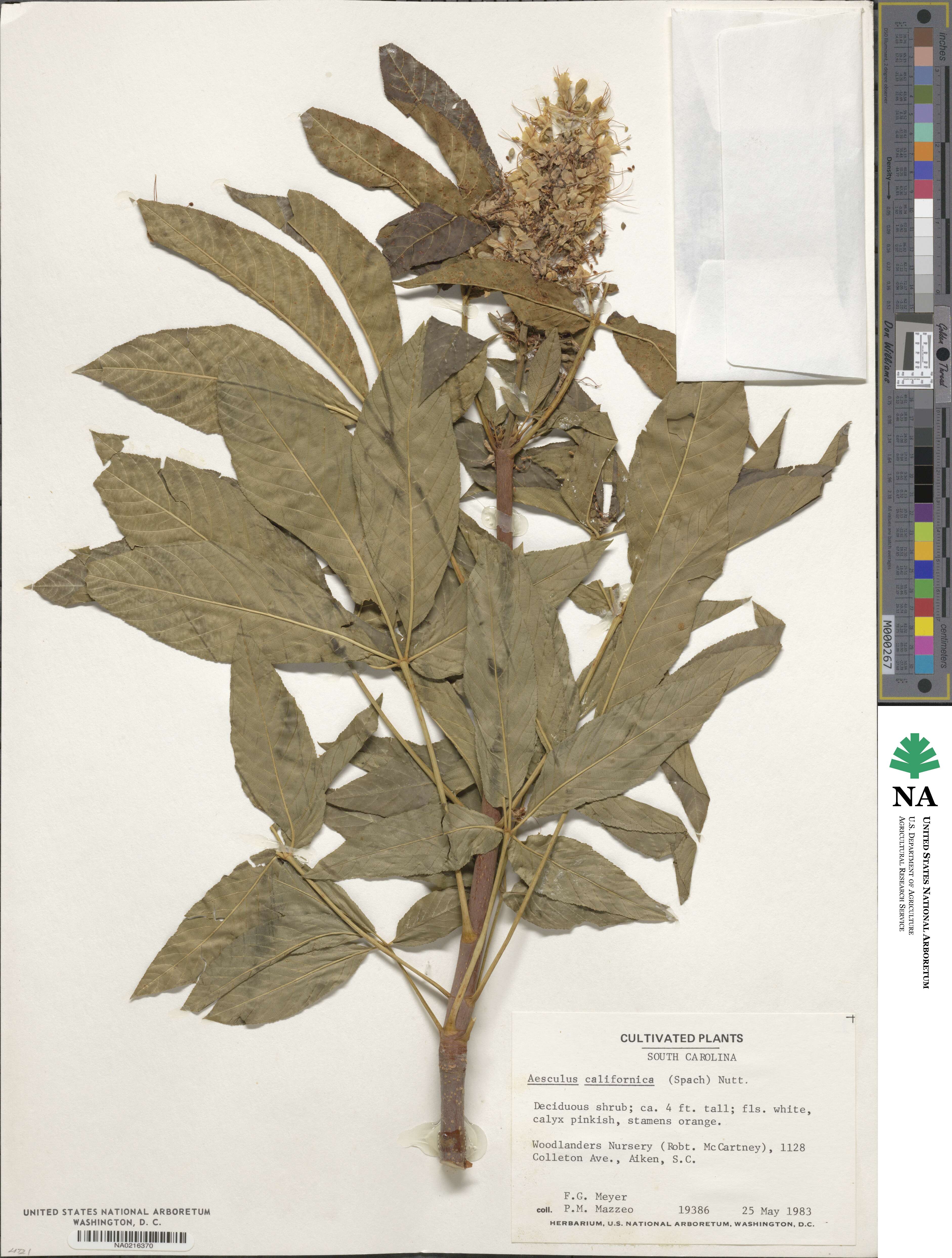 Aesculus californica image