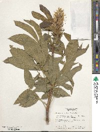 Aesculus californica image