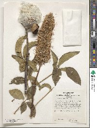 Aesculus californica image