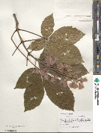 Aesculus glabra image