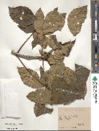 Aesculus glabra image