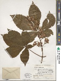 Aesculus glabra image