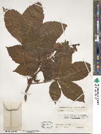 Aesculus glabra image