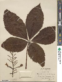 Aesculus glabra image