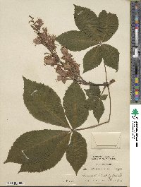 Aesculus glabra image