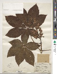 Aesculus glabra image