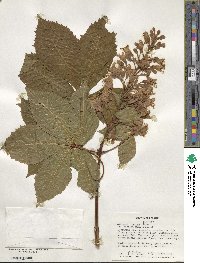 Aesculus glabra image